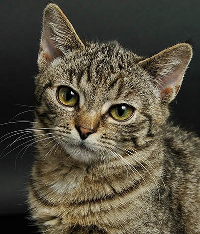 ICC CAT SHOW