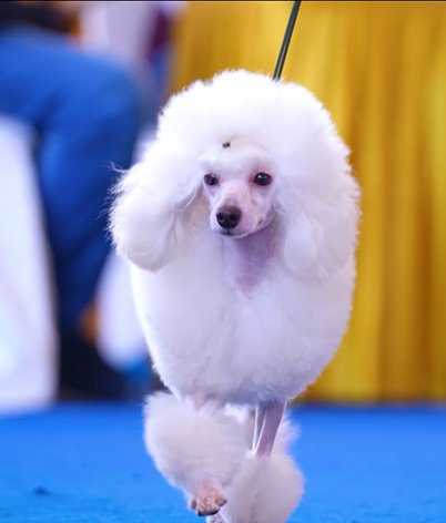 TWIN CHAMPIONSHIP BREED SHOW